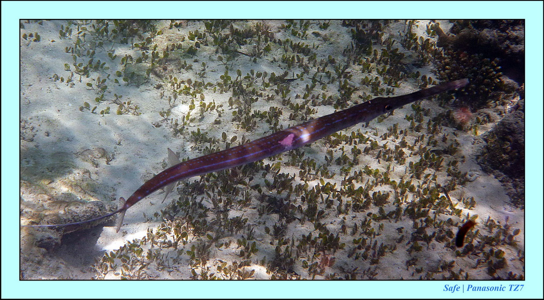 2011 - 08 - Borneo - Mataking 45